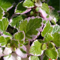 多肉植物,多肉植物の紅葉,斑入りアロマティカス,多肉植物の栽培,プラ鉢で栽培の画像