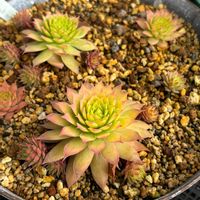 センペルビウム　ゴールドナゲット,多肉植物,その他エクステリアの画像