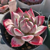 コロラータ,多肉植物,エケベリア属,多肉植物 エケベリア,渥美園芸苗の画像