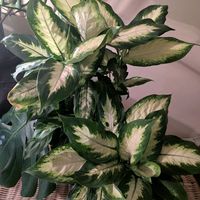 ディフェンバキア,ディフェンバキア・カミーラ,観葉植物,植物のある暮らし,こまりねこ ディフェンバキアの画像