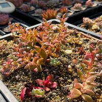 多肉植物,葉挿し,エケベリア属,バルビナエア属,カリロア属の画像