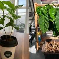 コーヒーの木,ベランダの画像