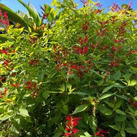 ガガイモ,多肉植物の画像