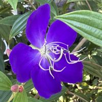 オシロイバナ,ノボタン,ノボタン コートダジュール,花のある暮らし,秋の気配の画像