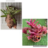ネオレゲリア・ファイヤーボール,着生植物,タンクブロメリア,ベランダの画像