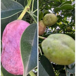 花木,植木鉢,吊り鉢,花いろいろ,バラと夢CLUBの画像