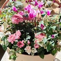 シクラメン,ハツユキカズラ,マム,寄せ植え,多肉植物の画像