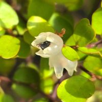 ワイヤープランツ,ワイヤープランツの花,透明なお花の画像