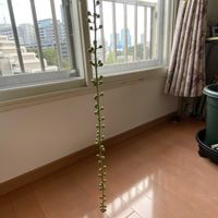 サガリバナ,キュンキュン乙女倶楽部,妄想倶楽部の画像