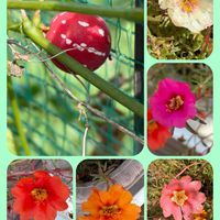 オキナワスズメウリ,パクチー,パクチー,スイトピー,スイトピーの画像