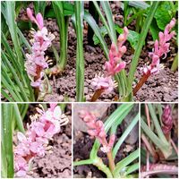 吉祥草,ショウキズイセン(鐘馗水仙),種蒔きからA,ｼｮｳｷｽｲｾﾝ,フィボナッチ数列の画像