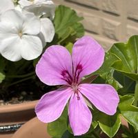コスモス,ゼラニウム,挿し木,白い花,ピンクの花の画像
