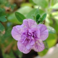 クレマチス,ナデシコ,ローズマリー,鉢植え,寄植えの画像