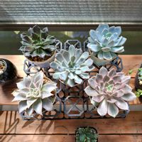 エケベリア,植え替え,多肉寄せ植え,多肉棚,お庭開発中の画像