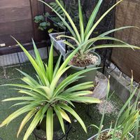 パイナップル,多肉植物,塊根植物,コーデックス,フルーツの画像
