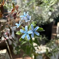 ブルースター,ブルースター,ブルーの花,植物のある暮らし,花友さんに感謝の画像