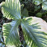ムサシアブミ,山野草,斑入り。,白と緑,目黒自然教育園の画像
