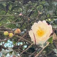 チェリーセージ,メドーセージ,サザンカ 朝倉,サザンカ 朝倉,コバルト セージの画像