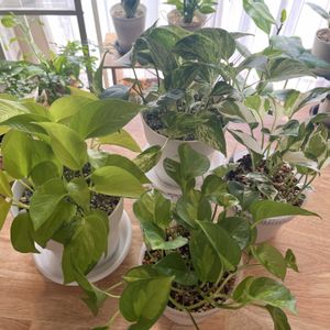 ポトス,観葉植物,リビングの画像