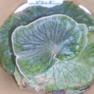 コウモリラン・ビカクシダ,サボテンの花,山野草,多肉植物とサボテン,山歩きの画像