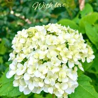 アナベル,みんなが幸せに〜〜♡,心癒されての画像
