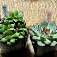 花うらら,桜吹雪,多肉植物,ガーデニング初心者,ここにしか咲かない花の画像