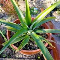 パイナップル,珍しい植物,おうち園芸,キッチン,家庭菜園の画像