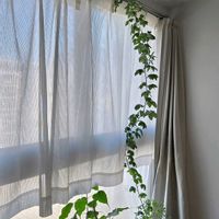 アデニア・グラウカ,根塊植物,伸びた！伸びた！,窓辺の画像