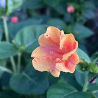 アメリカンブルー,オシロイバナ,ブッドレア,ミゾソバ,白粉花の画像