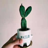 サボテン,多肉植物,植え替えの画像