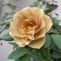 寄せ植え,薔薇に魅せられて,秋バラ,ばら 薔薇 バラ,薔薇愛同盟の画像