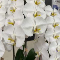胡蝶蘭,白い花,亜熱帯植物の画像