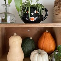 オリヅルラン,かぼちゃ,カボチャ,観葉植物,ハロウィン月間の画像