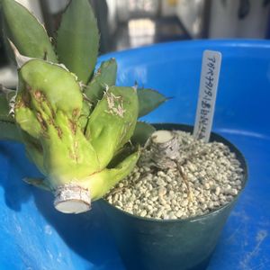 ガーデニング,ウッドデッキ,多肉ジャングル,秋の寄せ植え☘️,緑が鮮やかの画像