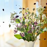 センニチコウ,ホトトギス,ワレモコウ,山野草,秋の花の画像
