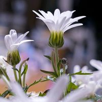 祈る震災復興,キク科,花のある暮らし,緑のある暮らし,みどり大好きの画像