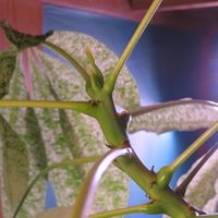 パキラ ミルキーウェイ,観葉植物,癒し,インテリアグリーン,珍奇植物の画像