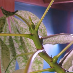 パキラ ミルキーウェイ,観葉植物,癒し,インテリアグリーン,珍奇植物の画像