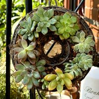 多肉,多肉植物 寄せ植え,ヘリクリサム,多肉植物いろいろ,シェエラザードの画像