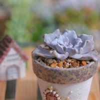 センペル,センぺルビウム,クリスペート　ビューティー,多肉植物,リメ鉢の画像