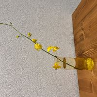 オンシジウムの画像