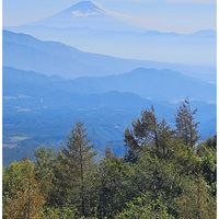 コキア,ドウダンツツジ,紅葉,松茸,富士山の画像