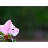 サツキ,広い庭の画像
