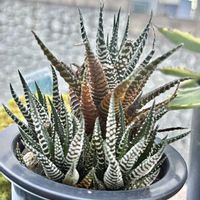 十二の巻,不死鳥,キュンキュン乙女倶楽部,GS映え,植欲増進中の画像
