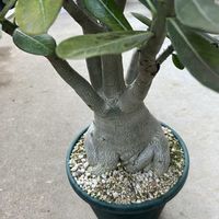 剪定,コキア紅葉,アデニウムの植替えの画像