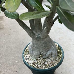剪定,コキア紅葉,アデニウムの植替えの画像