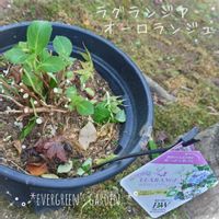 ラグランジア オーロランジュ,プランター植え,小さな庭から,剪定,ガーデニング初心者の画像