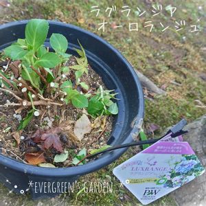 ラグランジア オーロランジュ,プランター植え,小さな庭から,剪定,ガーデニング初心者の画像