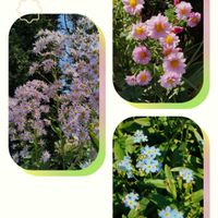 シオン,ワスレナグサ,小菊,散歩道,花ある日々の画像