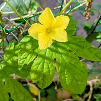 ゴーヤ,野菜の花,平和を願う,幸せの黄色いお花,医療関係者に感謝の画像